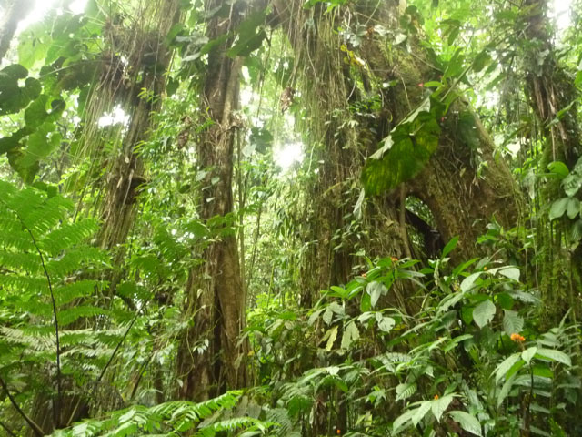 Big Tree Churute